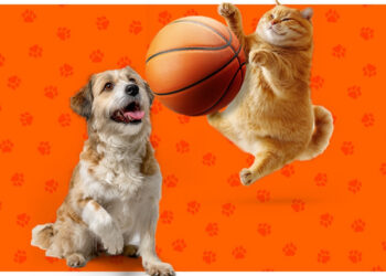 Hepsiburada’dan Örnek Proje: “Potadan Patiye” ile Her Sayı 5 Kilo Mamaya Dönüşüyor