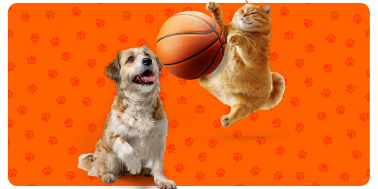 Hepsiburada’dan Örnek Proje: “Potadan Patiye” ile Her Sayı 5 Kilo Mamaya Dönüşüyor