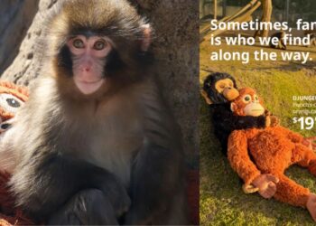 IKEA, Maymun Punch’a Anne Oldu